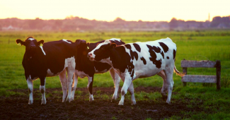 The Farmer series will become the first Ukrainian television project to embody the idea of promoting the farmer movement in Ukraine, in addition to the peasants' life, the show team reports. The prototypes of the main characters are the owners of a family dairy farm in Rivne region. The family returned from work from abroad to farming in Ukraine...